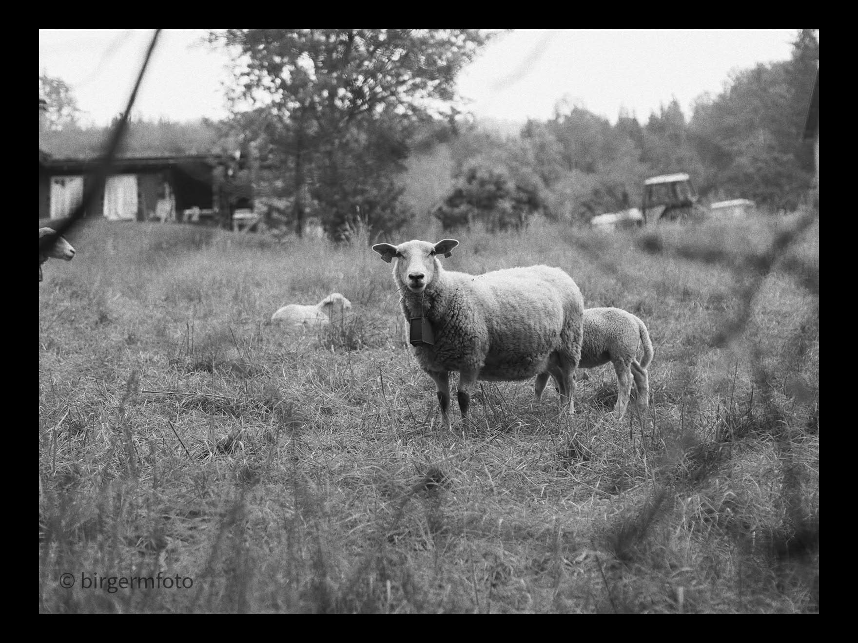 Søye og lam på et sommerbeite